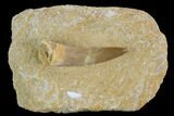 Fossil Plesiosaur (Zarafasaura) Tooth - Morocco #127416-1